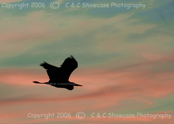 Egret in Flight at Sunset