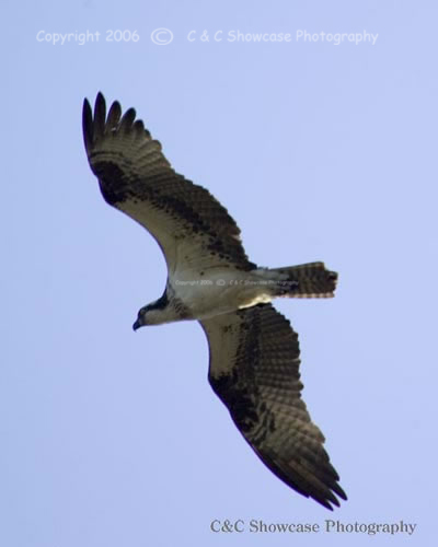 Flying High Osprey