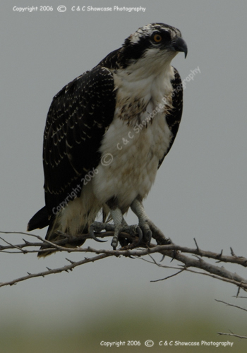 Osprey Looking from Tree