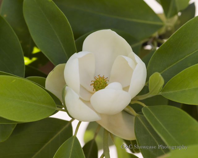 Magnolia -4