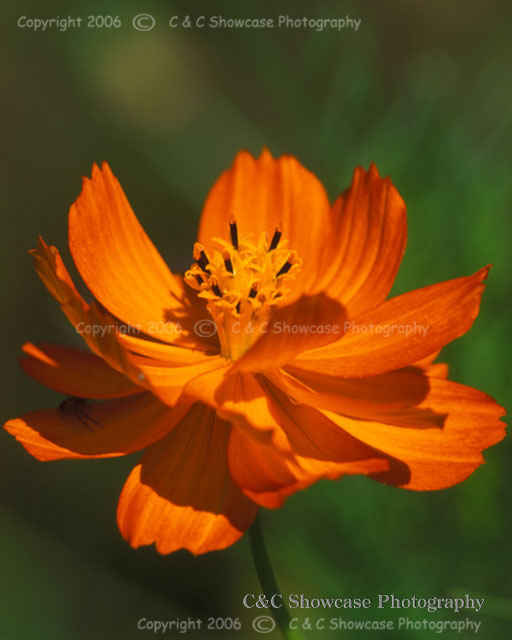 Coreopsis in Orange