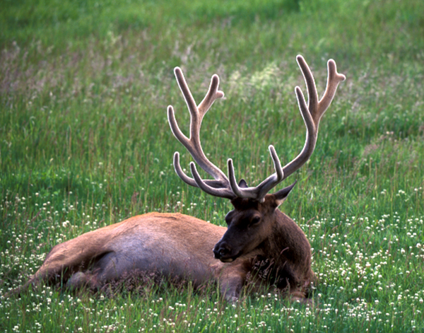 Resting Elk #17