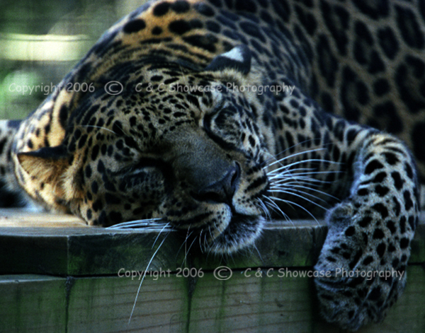 Napping Leopard
