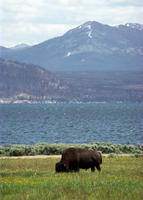 Yellowstone Lakeside View