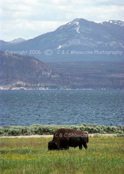 Lakeside Bison