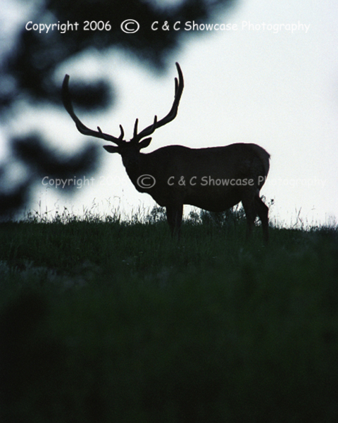 Elk Shilouette