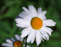 Daisy with Dew